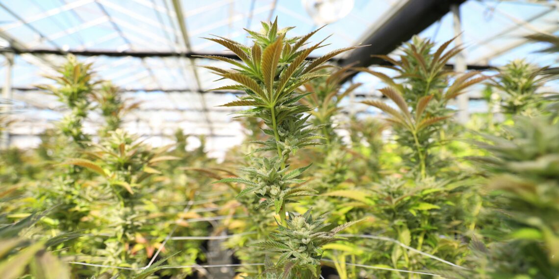 South Africa is positioning itself as a rising global leader in the hemp and cannabis industry, with new policies, legislation, and support aimed at boosting cultivation, exports, and farmer opportunities. Photo: Pexels