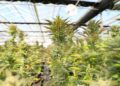 South Africa is positioning itself as a rising global leader in the hemp and cannabis industry, with new policies, legislation, and support aimed at boosting cultivation, exports, and farmer opportunities. Photo: Pexels