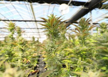 South Africa is positioning itself as a rising global leader in the hemp and cannabis industry, with new policies, legislation, and support aimed at boosting cultivation, exports, and farmer opportunities. Photo: Pexels