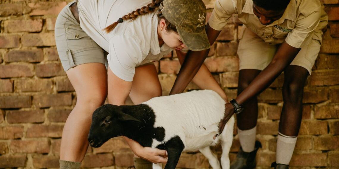 Students gain hands-on experience feeding and managing the initial 100 sheep in South Africa’s first operational training feedlot. Photo: Supplied/Food For Mzansi