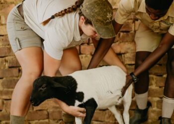 Students gain hands-on experience feeding and managing the initial 100 sheep in South Africa’s first operational training feedlot. Photo: Supplied/Food For Mzansi