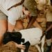 Students gain hands-on experience feeding and managing the initial 100 sheep in South Africa’s first operational training feedlot. Photo: Supplied/Food For Mzansi