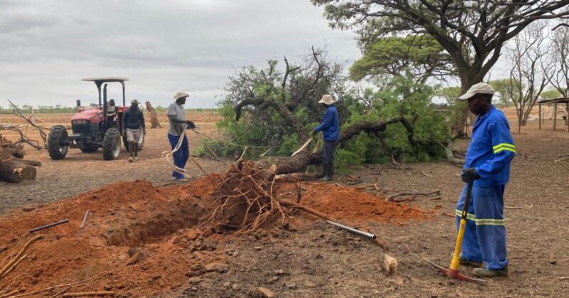 Students and instructors collaborate at Agri Skills Transfer, putting practical livestock management skills into action at the new training feedlot. Photo: Supplied/Food For Mzansi