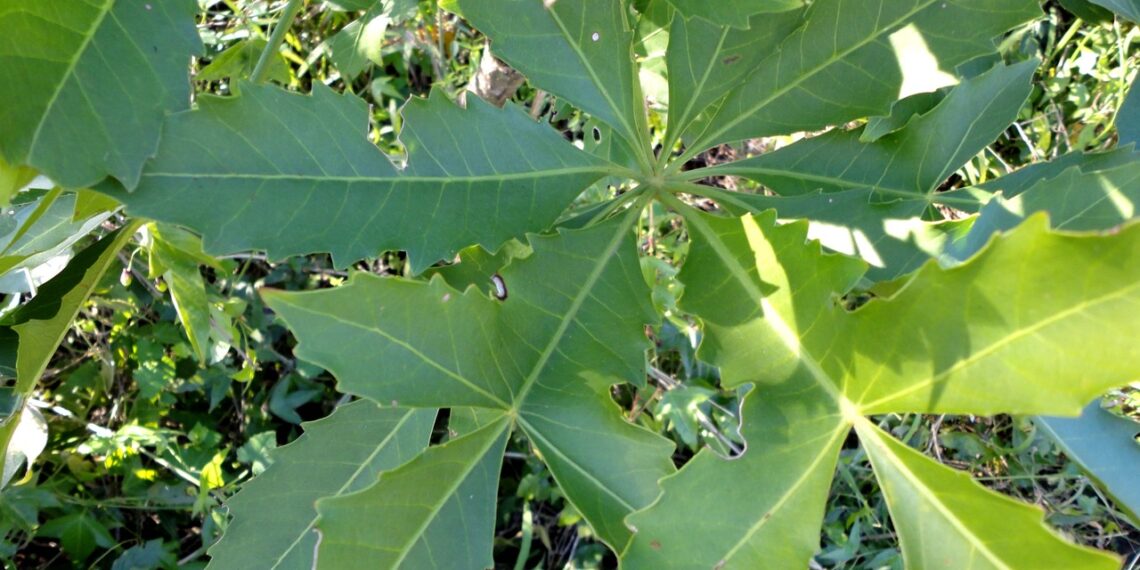 Medicinal plants