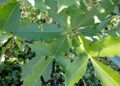 Medicinal plants