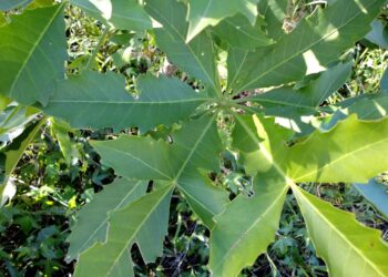Medicinal plants