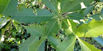 Medicinal plants