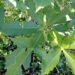 Medicinal plants