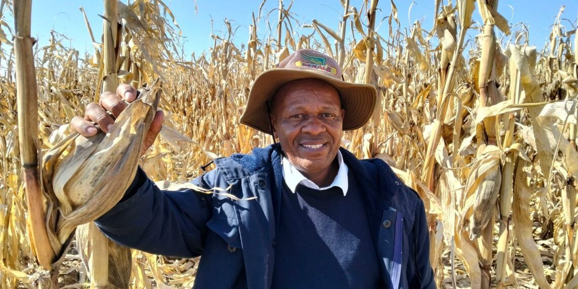 Hlalele Joseph Khahleli turned his passion for farming into a thriving mixed farming enterprise in the Free State. Photo: Supplied/Food For Mzansi