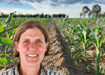 Mastering seed germination: The key to a strong maize harvest