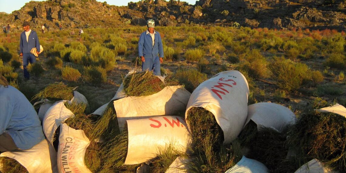 Small-scale farmers aren’t getting much from the rooibos tea access and benefit-sharing agreements. Photo: Paul Weinberg/The Conversation