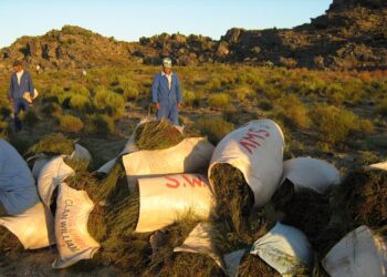 Small-scale farmers aren’t getting much from the rooibos tea access and benefit-sharing agreements. Photo: Paul Weinberg/The Conversation