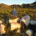 Small-scale farmers aren’t getting much from the rooibos tea access and benefit-sharing agreements. Photo: Paul Weinberg/The Conversation