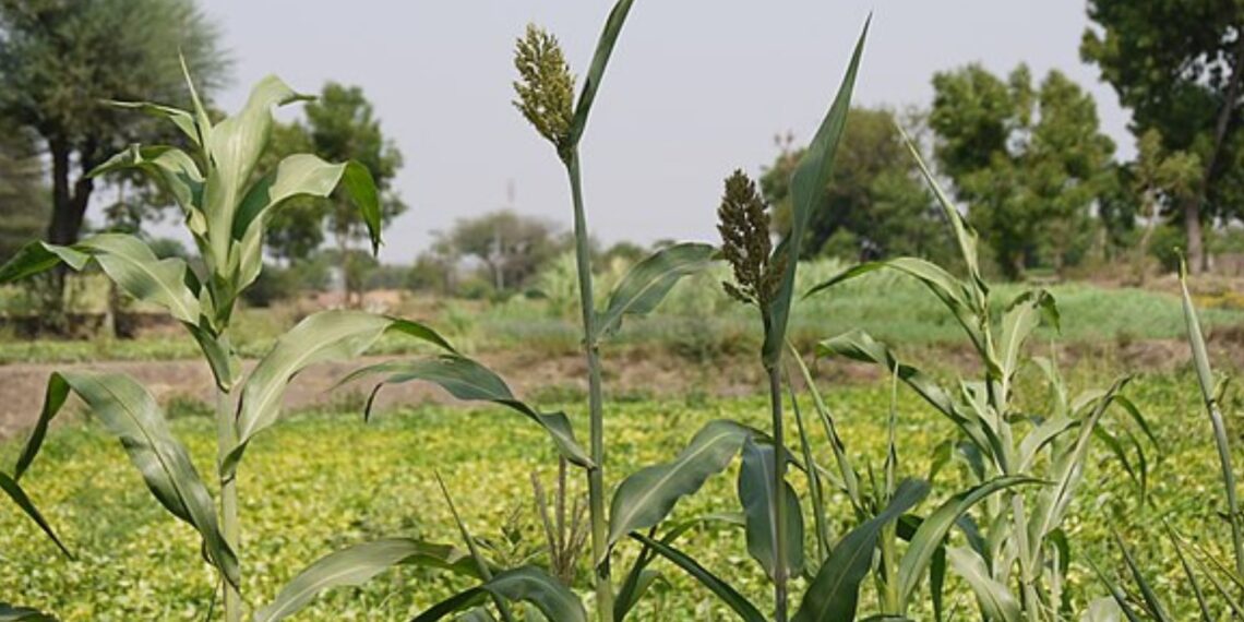Agroecology encompasses three key dimensions: social, environmental, and economic. By adopting agroecological practices, farmers can access niche markets and enhance their farm income while promoting sustainability. Photo: Wikimedia Commons