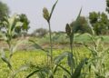 Agroecology encompasses three key dimensions: social, environmental, and economic. By adopting agroecological practices, farmers can access niche markets and enhance their farm income while promoting sustainability. Photo: Wikimedia Commons