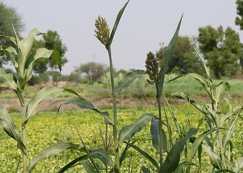 Agroecology encompasses three key dimensions: social, environmental, and economic. By adopting agroecological practices, farmers can access niche markets and enhance their farm income while promoting sustainability. Photo: Wikimedia Commons