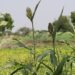 Agroecology encompasses three key dimensions: social, environmental, and economic. By adopting agroecological practices, farmers can access niche markets and enhance their farm income while promoting sustainability. Photo: Wikimedia Commons