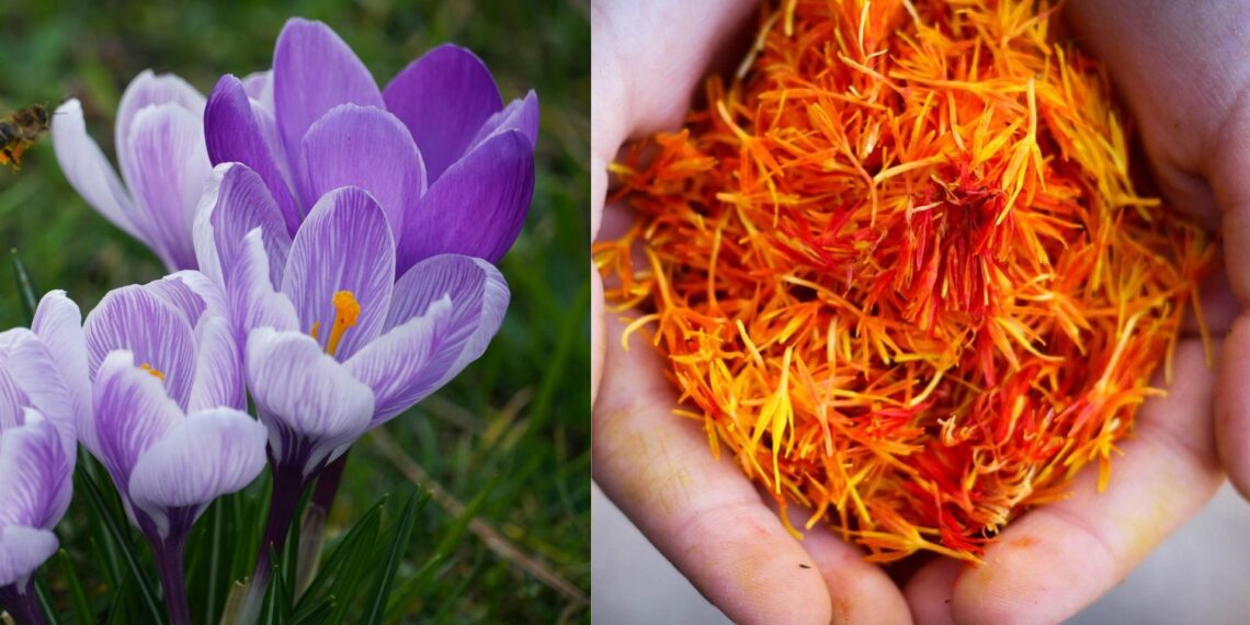 Discover saffron's promise for Mzansi farmers: from powerful health benefits to essential growing tips for the Karoo and Sandveld regions. Photos: Pexels and Pixabay