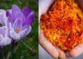 Discover saffron's promise for Mzansi farmers: from powerful health benefits to essential growing tips for the Karoo and Sandveld regions. Photos: Pexels and Pixabay