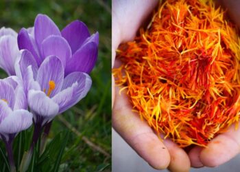Grow ‘red gold’: Spice up your farm income with saffron