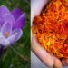 Discover saffron's promise for Mzansi farmers: from powerful health benefits to essential growing tips for the Karoo and Sandveld regions. Photos: Pexels and Pixabay