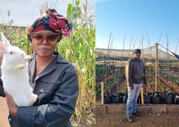 This power couple, Nthabiseng and Gregory Mkhize, founded a community farm in Soweto to tackle food insecurity challenges.
Photos: Supplied/Food For Mzansi