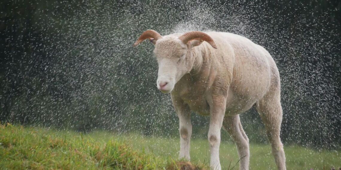Learn essential livestock management practices that help protect your animals during high rainfall and prevent disease. Photo: Pexels
