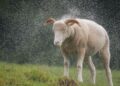 Learn essential livestock management practices that help protect your animals during high rainfall and prevent disease. Photo: Pexels