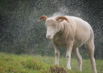 Learn essential livestock management practices that help protect your animals during high rainfall and prevent disease. Photo: Pexels