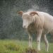 Protect your livestock: Dos and don’ts for the rainy season