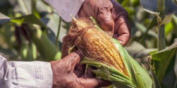 Draft Plant Health Act regulations are open for public comment. Photo: Pexels