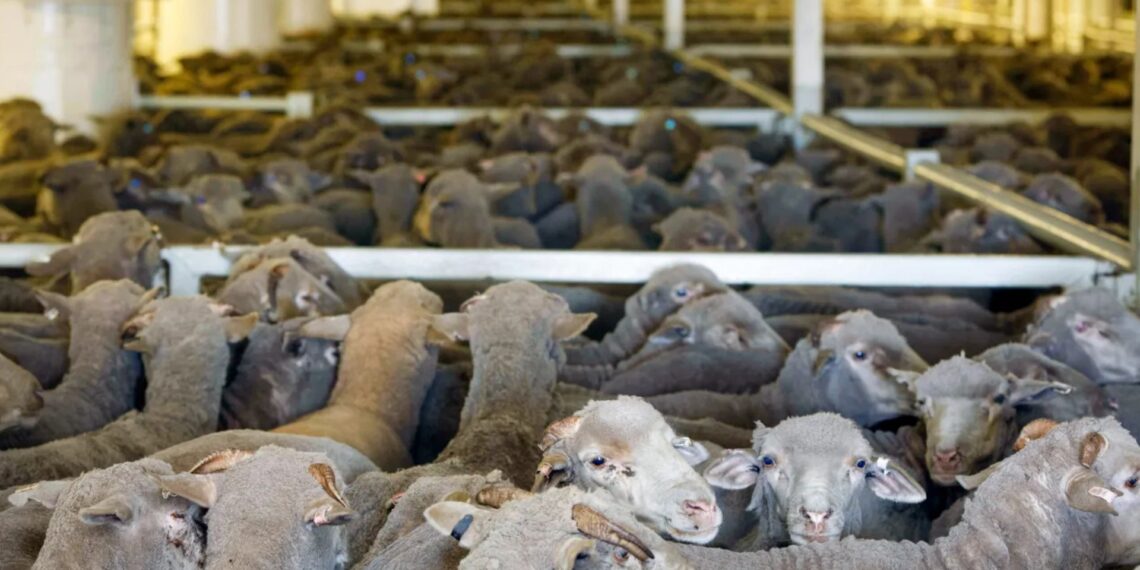 Sheep destined for the Middle East stand in pens onboard the Al Messilah at the Fremantle wharf near Perth, Australia, on 22 February 2019. Photo: Trewvor Collens EPA-EFE/Daily Maverick