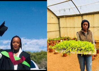 Agronomist Mandisa Mazibuko is conducting vital research on using poultry manure and identifying drought-resilient maize cultivars for South African farmers. Photos: Supplied/Food For Mzansi