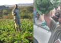 Ihawu Lesizwe Youth Farm in KZN, led by Christopher Mkhize, is fighting food insecurity and unemployment. Discover how this co-op is empowering youth and supplying fresh produce to the Umzumbe community. Photos: Supplied/Food For Mzansi