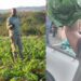 Ihawu Lesizwe Youth Farm in KZN, led by Christopher Mkhize, is fighting food insecurity and unemployment. Discover how this co-op is empowering youth and supplying fresh produce to the Umzumbe community. Photos: Supplied/Food For Mzansi