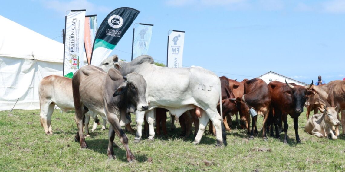 Some of the 20 heifers and cattle received by the Nqabarha Cooperative in the Eastern Cape. Photo: Supplied/Food For Mzansi