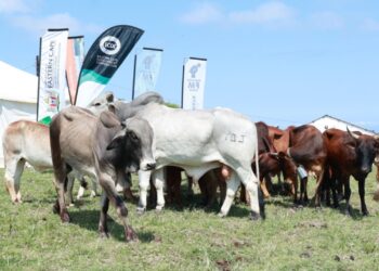 Some of the 20 heifers and cattle received by the Nqabarha Cooperative in the Eastern Cape. Photo: Supplied/Food For Mzansi