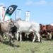 R350k boost helps EC co-op scale up livestock business