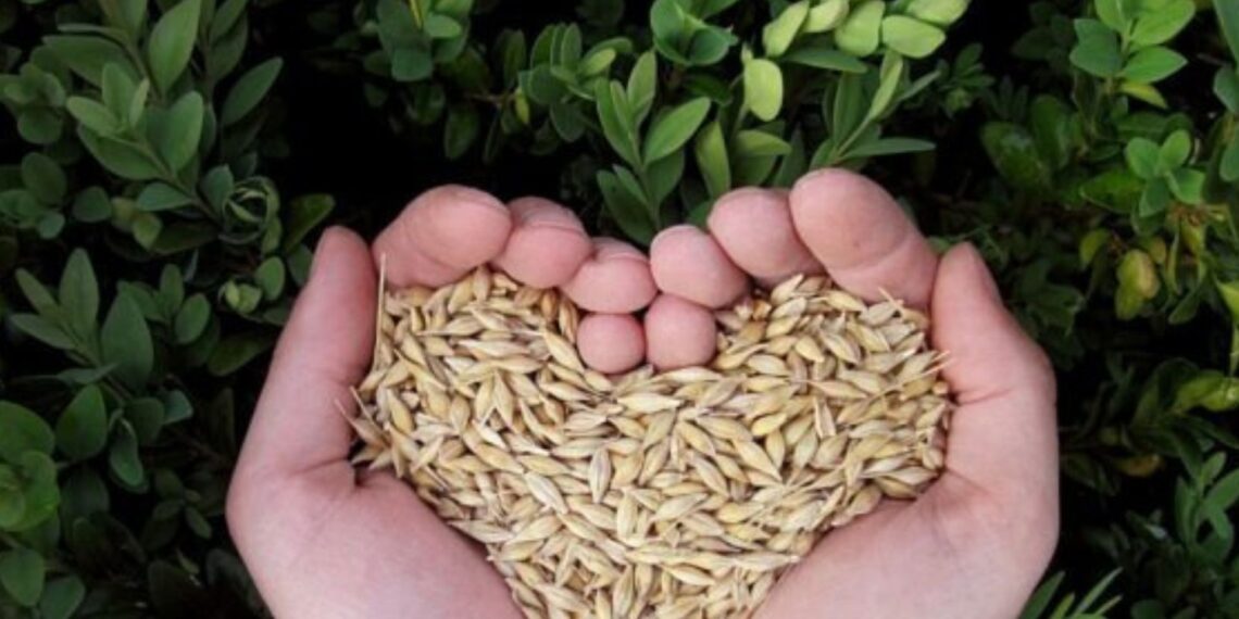 Free State Agriculture is concerned about the rate of seed theft in the province. Photo:Supplied/Food For Mzansi
