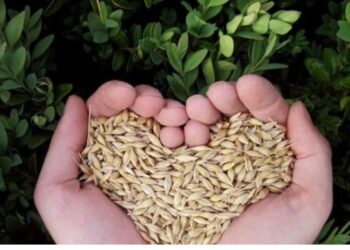 Free State Agriculture is concerned about the rate of seed theft in the province. Photo:Supplied/Food For Mzansi