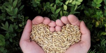 Free State Agriculture is concerned about the rate of seed theft in the province. Photo:Supplied/Food For Mzansi