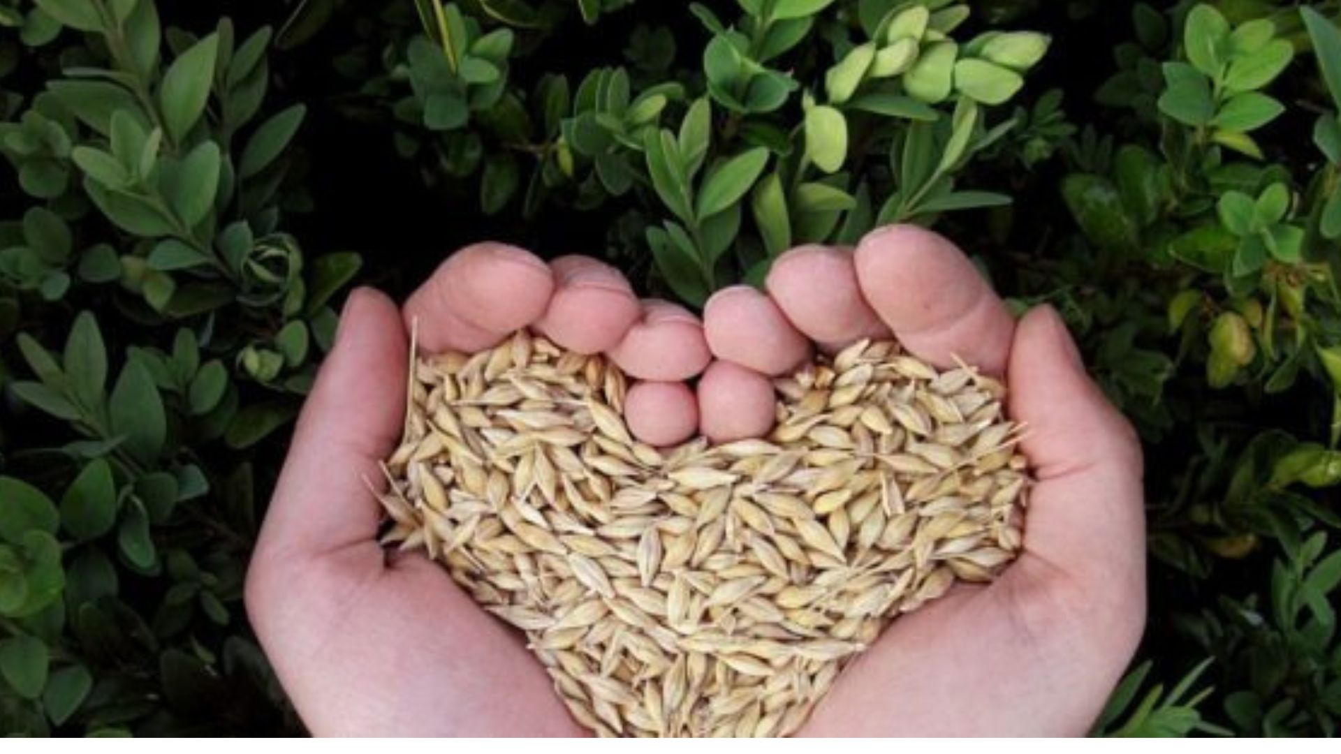 New Plant Improvement Act to boost SA crop quality