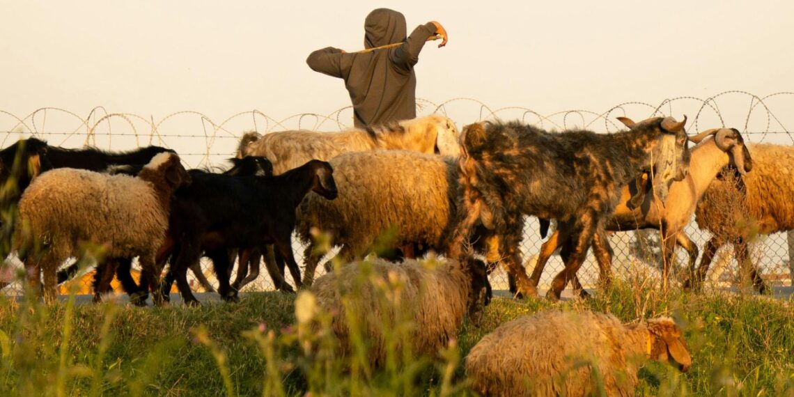 Rising livestock theft during South Africa’s summer festive season, increasingly linked to organised crime, highlights the need for stronger farm security, collaboration, and law enforcement to protect rural livelihoods and food security. Photo: Pexels