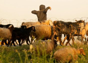 Livestock supports food security, culture, and climate resilience in Africa. Photo: Pexels