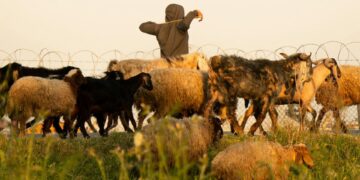 Rising livestock theft during South Africa’s summer festive season, increasingly linked to organised crime, highlights the need for stronger farm security, collaboration, and law enforcement to protect rural livelihoods and food security. Photo: Pexels