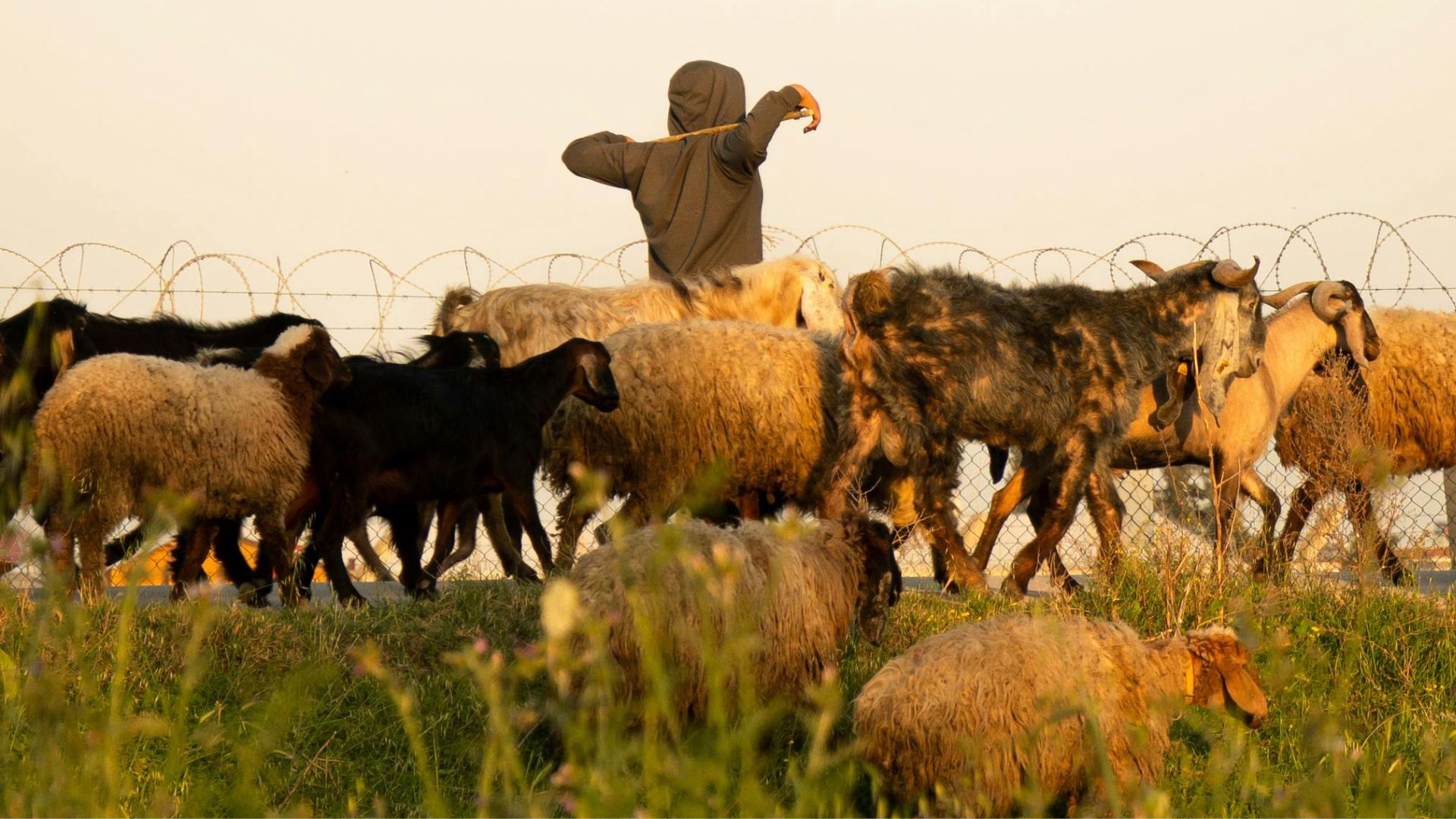 Beyond blame: The case for climate justice in livestock farming