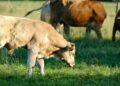 Well-established pastures support healthier livestock, reduce input costs, and boost farm profitability through sustainable grazing, proper soil care, and effective management practices. Photo: Pexels