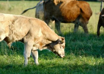 Well-established pastures support healthier livestock, reduce input costs, and boost farm profitability through sustainable grazing, proper soil care, and effective management practices. Photo: Pexels