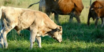 Well-established pastures support healthier livestock, reduce input costs, and boost farm profitability through sustainable grazing, proper soil care, and effective management practices. Photo: Pexels