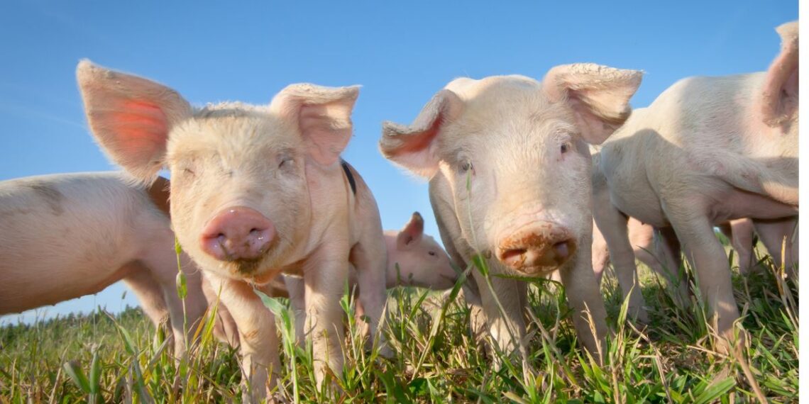 Top experts will participate in SpekGesprek 2025, a panel discussion on innovation, data, and growth in South Africa’s pork industry. Photo: Supplied/Food For Mzansi